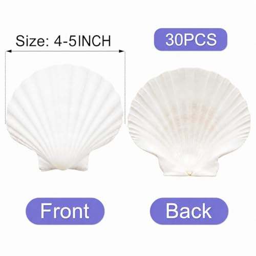 denking Large Scallop Shells, 30 PCS, 4-5 Inch - color: 30pcs 4"-5"