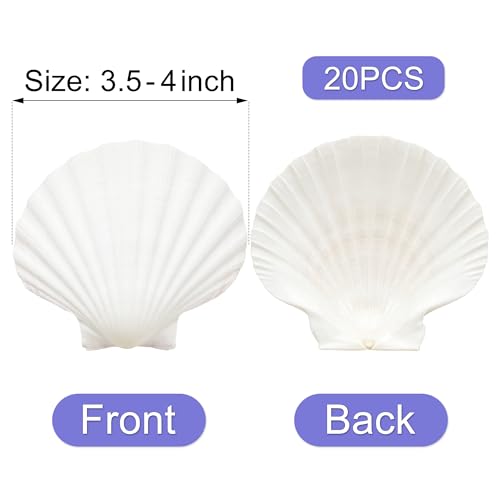 Denking Large Scallop Shells, 20 PCS, 3.5-4 Inch - color: 20PCS 3.5"-4"