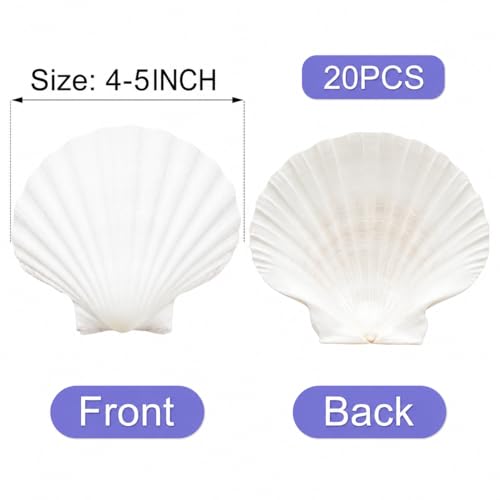 denking Large Scallop Shells, 20 PCS, 4-5 Inch - color: 20pcs 4"-5"