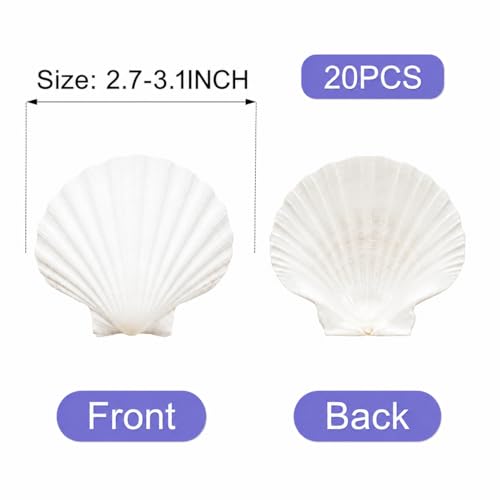 denking Scallop Shells, 20 PCS, 2.7-3.1 Inch - color: 20pcs 2.7"-3.1"