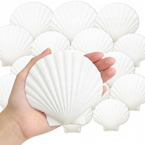 denking Large Scallop Shells, 30 PCS, 4-5 Inch - color: 30pcs 4"-5"