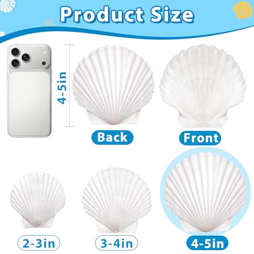20Pcs 4-5 Inch Large Scallop Shells for Crafts - size: 4-5 Inch 20Pcs