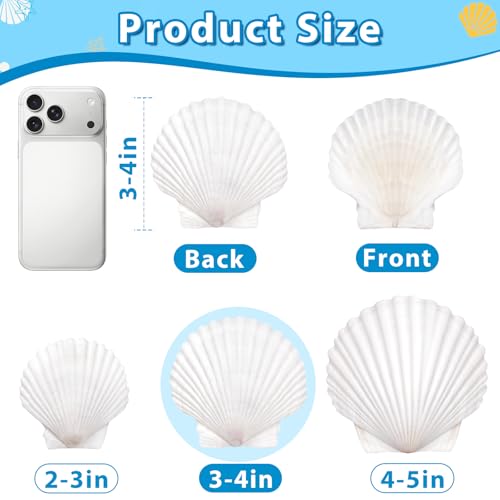 20Pcs 3-4 Inch Scallop Shells for Crafts - size: 3-4 Inch 20Pcs