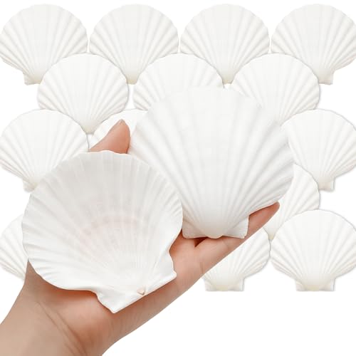 Denking Large Scallop Shells, 20 PCS, 3.5-4 Inch - color: 20PCS 3.5"-4"