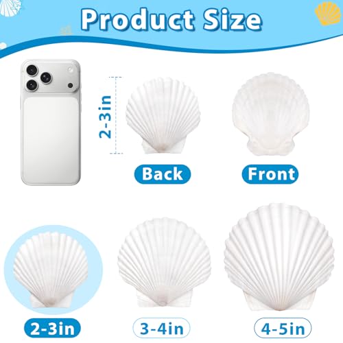 20Pcs 2-3 Inch Scallop Shells for Crafts - size: 2-3 Inch 20Pcs