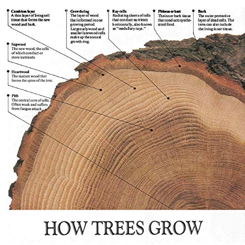 The Complete Manual of Woodworking: A Detailed Guide to Design, Techniques, and Tools for the Beginner and Expert