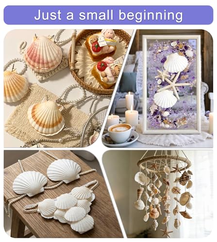 denking Scallop Shells, 20 PCS, 2.7-3.1 Inch - color: 20pcs 2.7"-3.1"
