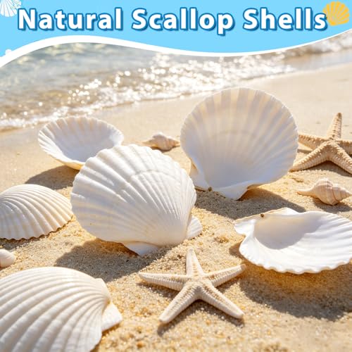 20Pcs 4-5 Inch Large Scallop Shells for Crafts - size: 4-5 Inch 20Pcs